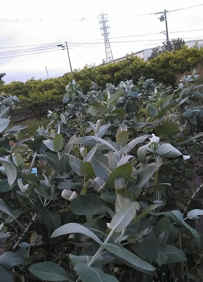 ユニークグリーン ユニークな植物生産者 Pa Twitter 夕刻のユーカリ グロブルス 耐寒性の強い人気のユーカリで 葉っぱに強い芳香があります 巨大に育つため 建物の近くに植えるとひっくり返してしまうほどになります シダレハナマキ 10号鉢位だと花もこの位