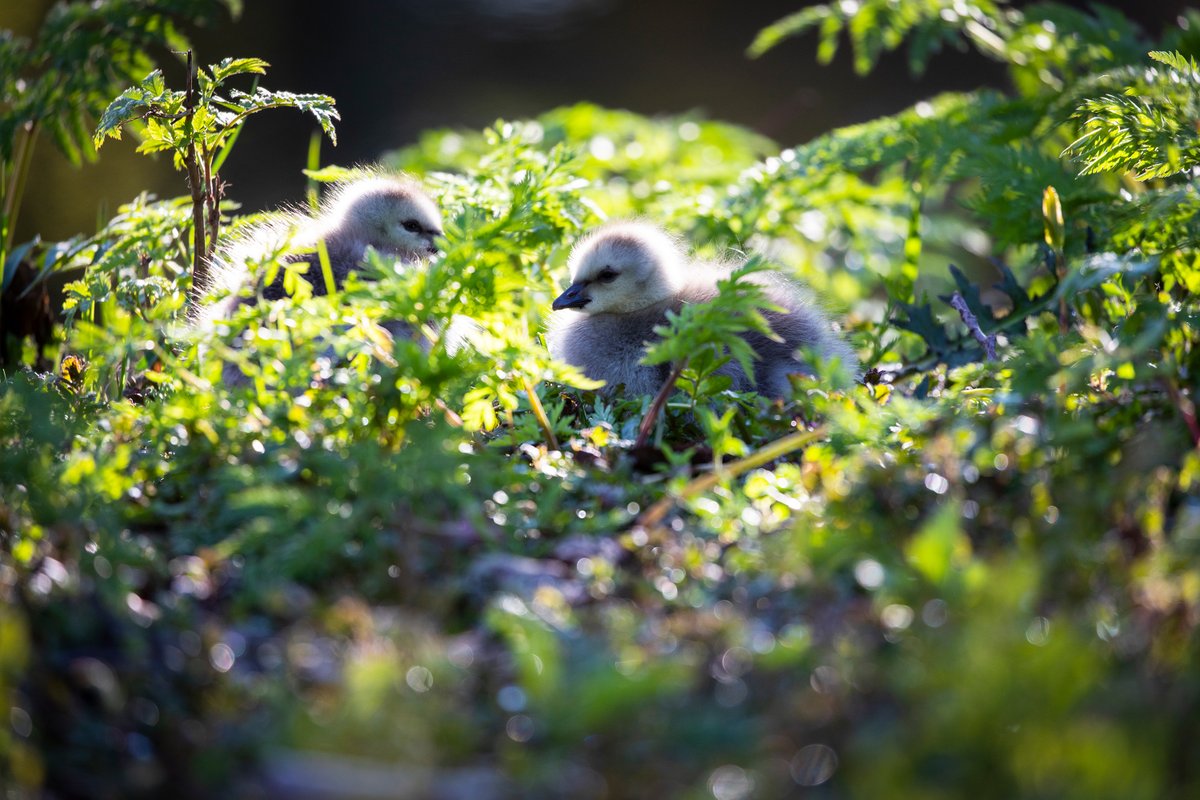wildplanetblog's tweet photo. Goslings have arrived to Helsinki!

#Helsinki #seurasaari #luonto2020 #birds #nature #Finland  #cute https://t.co/cemK9NuZKp
