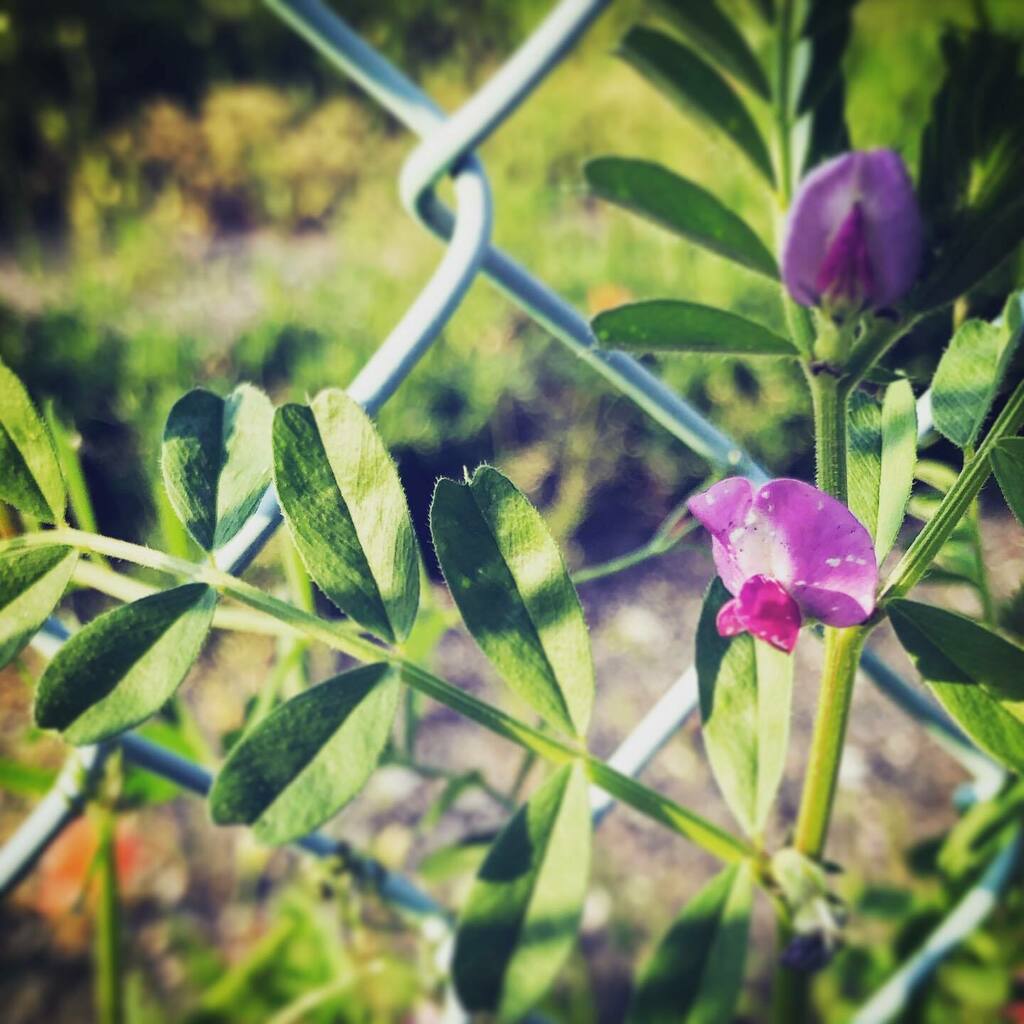 I update my note👉 The link is posted on my profile. 
#planta #commonvetch #arvejacomún #arvejas #viciasativa #flowers #street #photography #nature #note #note更新しましたグラム #note更新 #diary #日記 #poem #poetry instagr.am/p/CAcjnYjn4hi/
