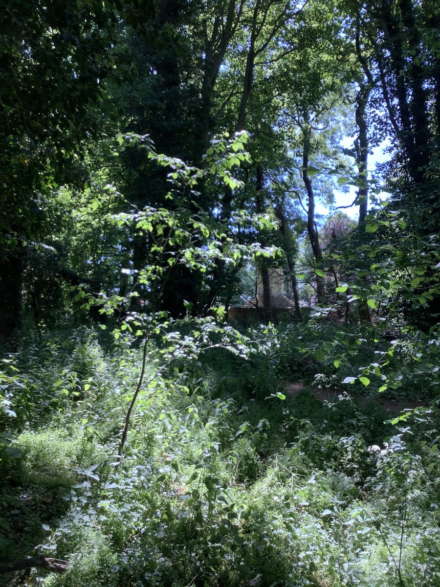 a very cool walk in the forest with Heidi <a href="/NNweather/">Northamptonshire Weather</a> @NNskies - you can just spot <a href="/Eleanor_1290/">Save Eleanor's Cross</a> at the back- out in the sunshine it feels warm  🥵