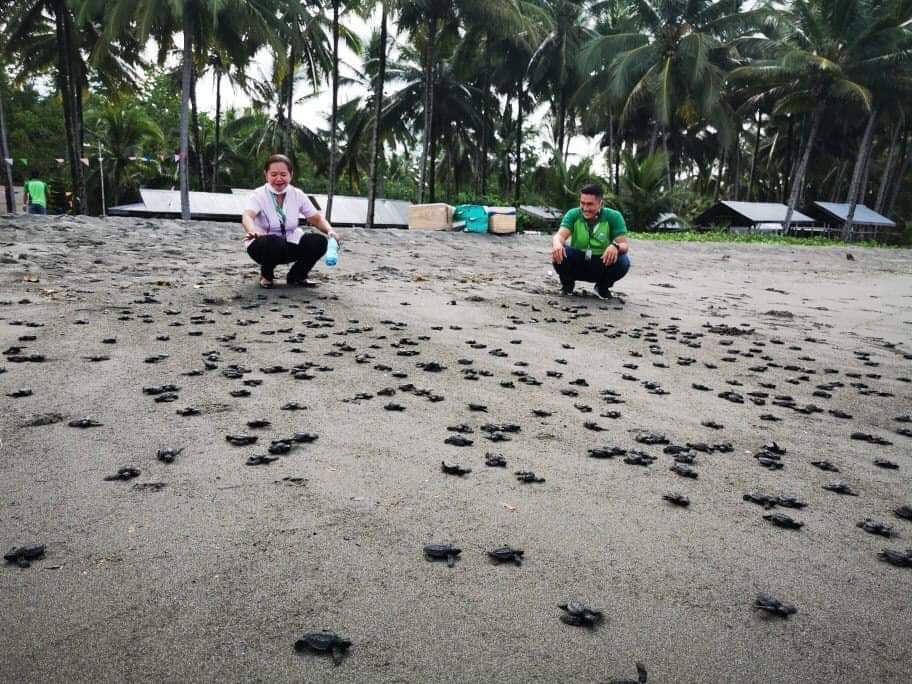 DENROfficial's tweet photo. WOW! Close to 500 hatchlings of Olive ridley (Lepidochelys olivacea) turtles from the 'K Pawikan Hatchery' were released on May 18 at the coast of Maitum in Sarangani province. #BiodiversityPH #MonthOfTheOcean #MOO2020
👉https://t.co/Lrrv3JBXJq
📸 DENR Soccskargen https://t.co/4so6uInX5W