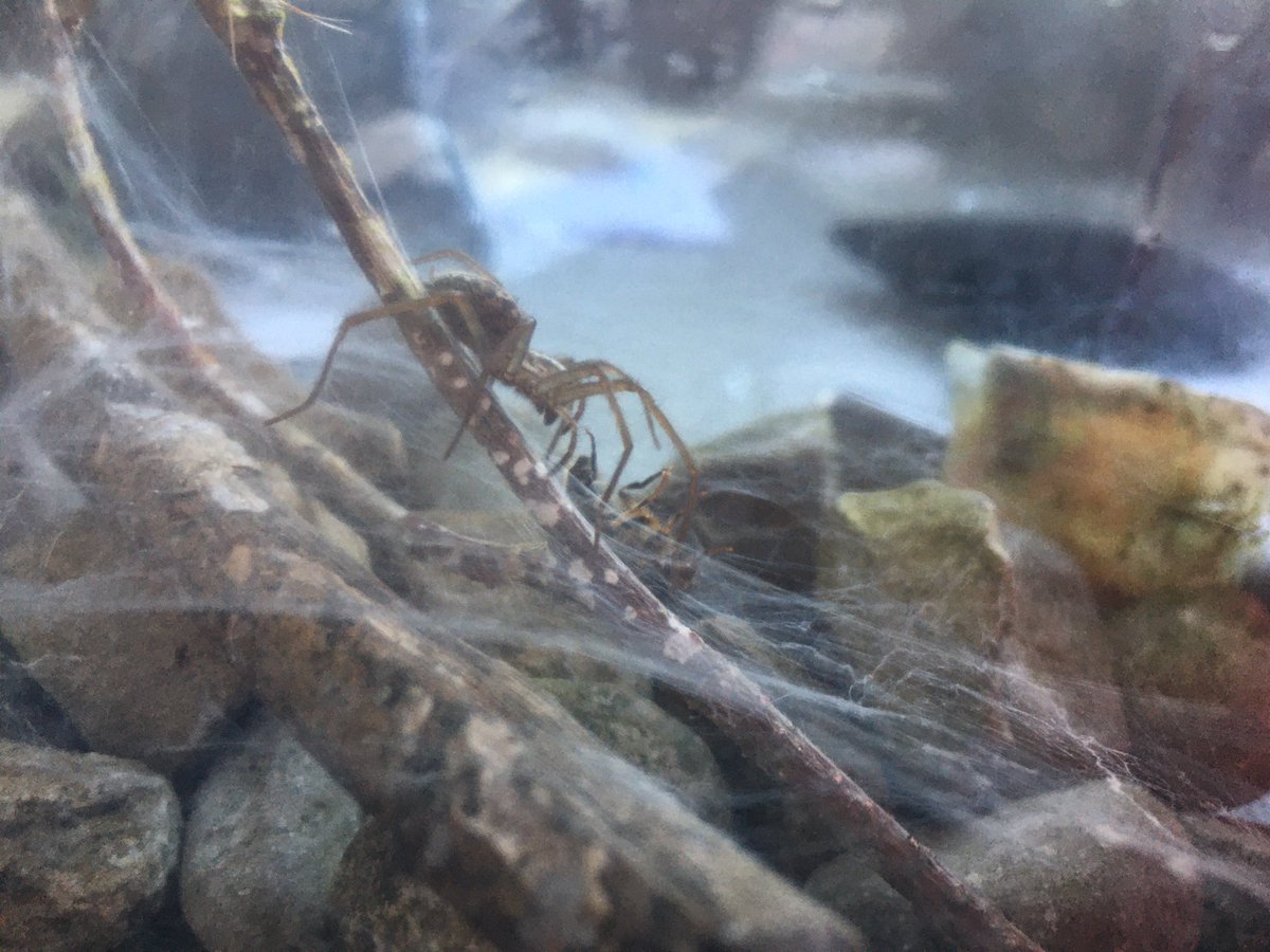 I recommend to everybody to put a house spider in a box! It has brought me an amzing amount of joy over lockdown! Meet my girl Fabiana!