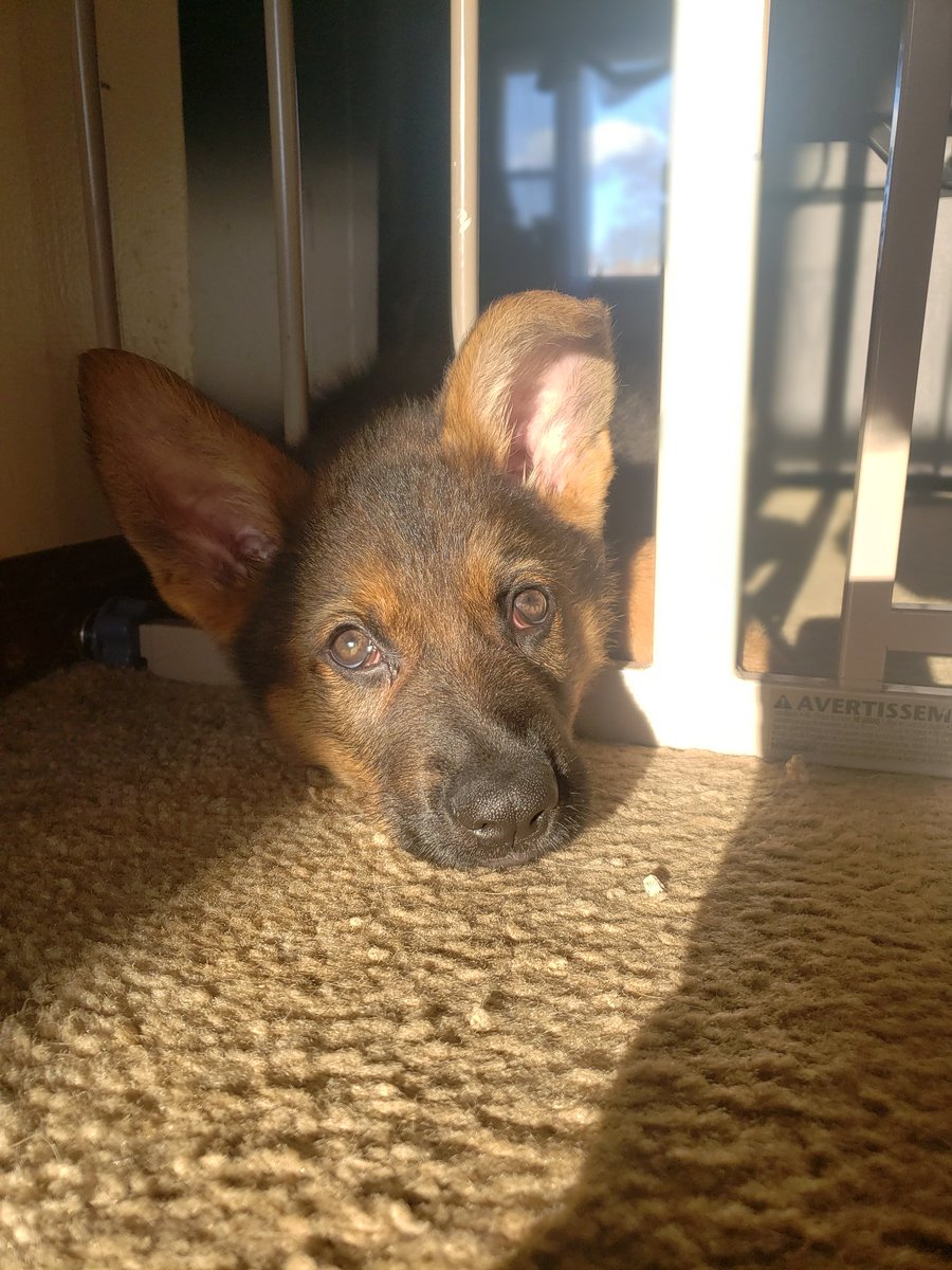 ColbyMarvel8's tweet photo. My puppy has brought me such joy this quarantine. Thank you cooper! https://t.co/iuqSOPHy3O