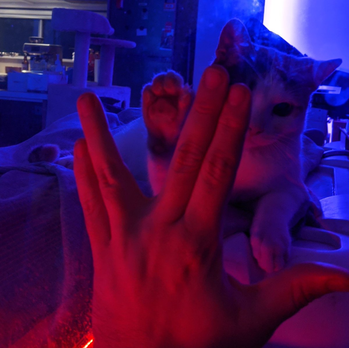 tk7184's tweet photo. @WilliamShatner Padmè one of my companion cats that assist me with my mental health and I recreated one of the iconic scenes.. "I have been - and always shall be - my friend" :) https://t.co/AQA0tkvgHw