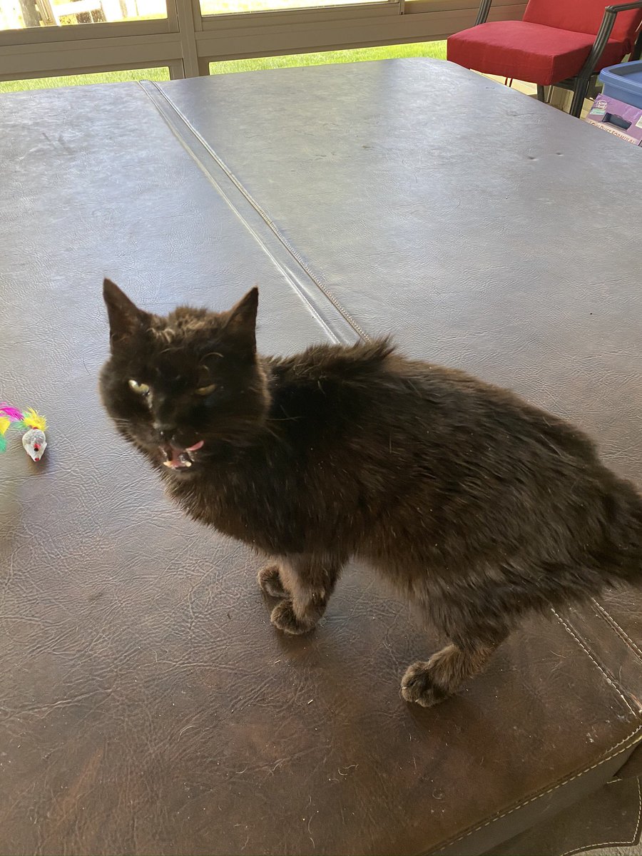SUMACki's tweet photo. My wife adopted a 10+ year old stray cat and frankly the cat is the devil! #terrorcat. My wife needs more band aids and #CouldUseABeer https://t.co/ERILiBoMQb
