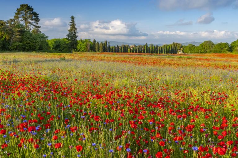 regionetoscana's tweet photo. #covid19
La Toscana riparte dal #turismo sicuro. Gli operatori del settore sono chiamati a proporre le proprie offerte per l'estate 2020 su una nuova piattaforma dalla quale partirà una campagna di promozione
https://t.co/Tx1BkCGhYO https://t.co/aGyt58XnRr