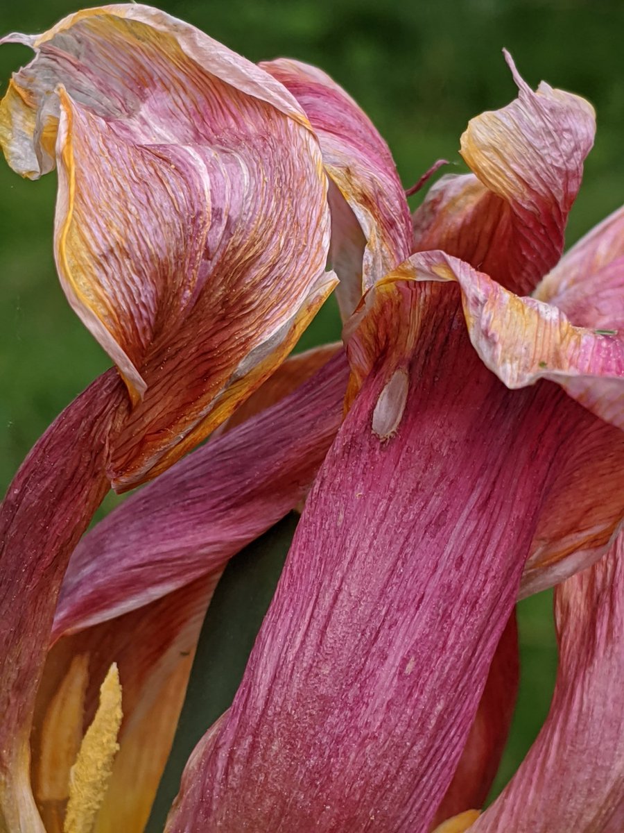 Marie E McVeigh tweet media