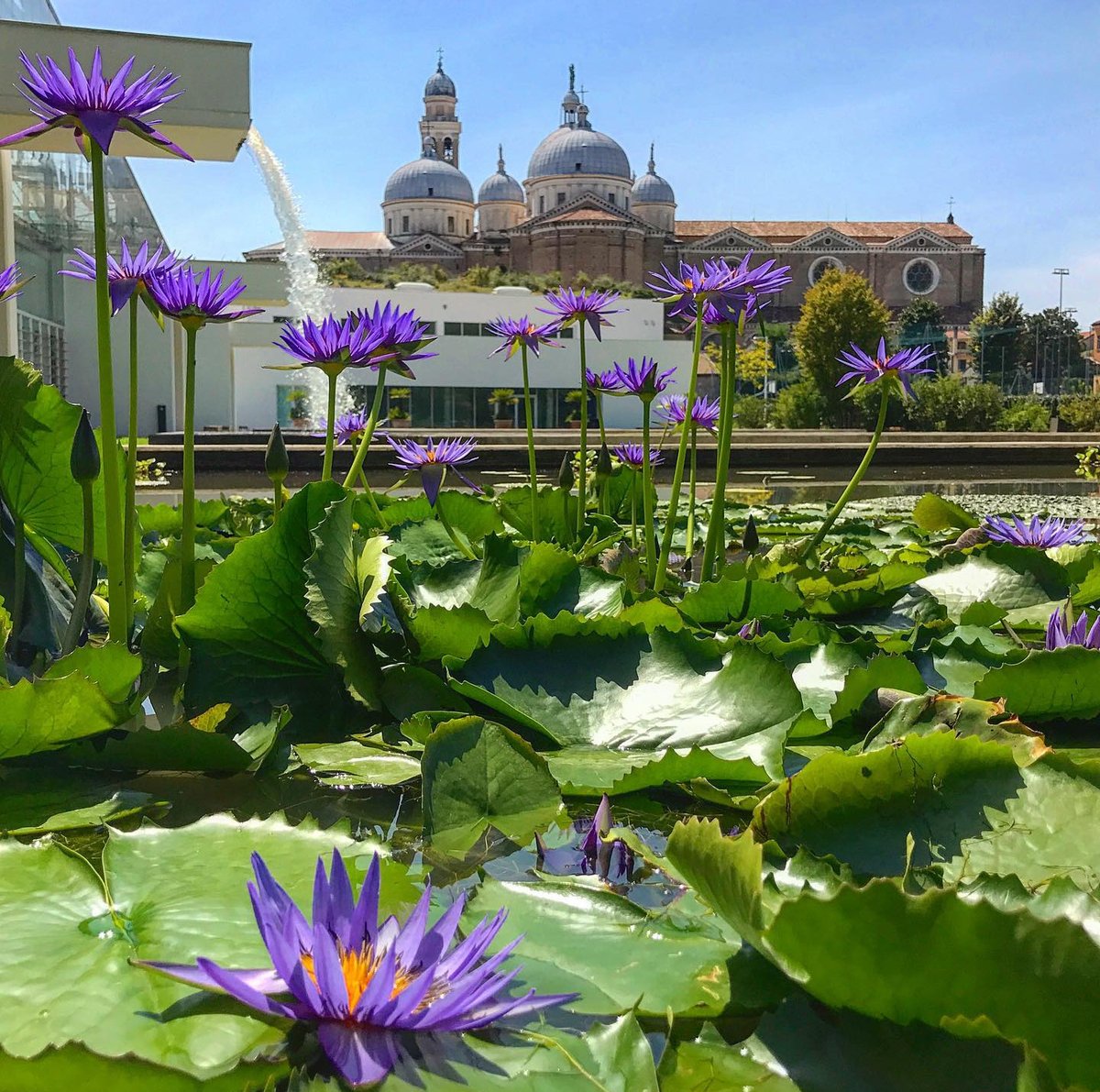 🌿 Il #22maggio è la Giornata mondiale della biodiversità e l’Orto Botanico di #Padova riapre al pubblico con nuove proposte per accogliere i visitatori in una primavera finalmente ritrovata. Scoprilo a questo link 👉
bit.ly/2WPVyIQ

#VisitVeneto
(foto IG nikintrip)