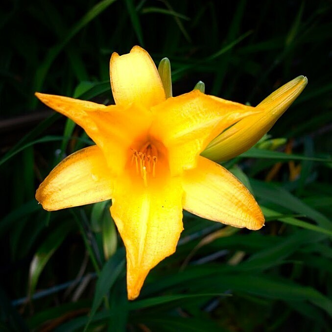 kikutaroid's tweet photo. 無題
#街歩き
#scene
#花 #flower
#植物 #plants
#路傍 #roadside
#sigma #sigmadp1s #dp1s
#compactdigitalcamera #comdigi
#14megapixels #foveon #foveonx3
#raw #x3f #spp
#retouched https://t.co/rwC2ERjTgL https://t.co/ogMJJfzNjf