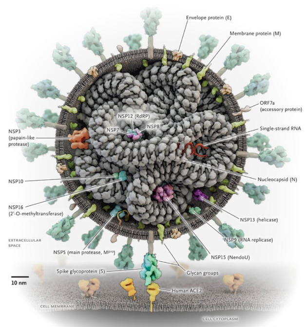 MarcGozlan's tweet photo. #coronavirus #SARSCOV2 #COVID19 : déjà 23 billets de blog sur 'Réalités Biomédicales' https://t.co/vXl0cpw7aO
#anapath #cardio #dermato #gastro #hemato #histmed #immuno #infectio #imagerie #medecineinterne #neuro #ophtalmo #pediatrie #pneumo #réa #santepublique #virologie https://t.co/gCehh0qxlF