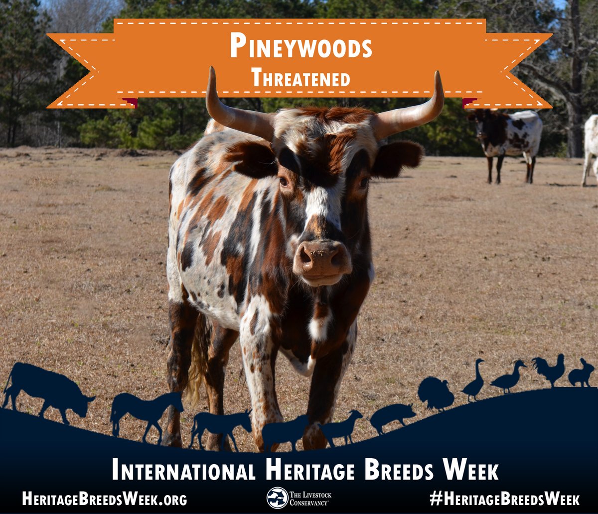 Pineywoods cattle - Threatened: Heat tolerant, long-lived, resistant to parasites and diseases, and able to be productive on marginal forage. Learn more: bit.ly/PineywoodsCatt… #HeritageBreedsWeek #cattle #pineywoods #cows #horns #grassfed #grassfinished #beef #dairy #logging