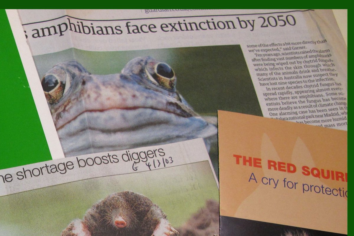 UoEHeritageColl's tweet image. The #CommonGroundArchive includes research material collected by the arts &amp;amp; environmental charity about the status of wildlife in the UK. This newspaper headline is a reminder of why #amphibians need our protection. [EUL MS 416/PRO/14/2/3/2] #ExploreYourArchive #ArchiveAnimals