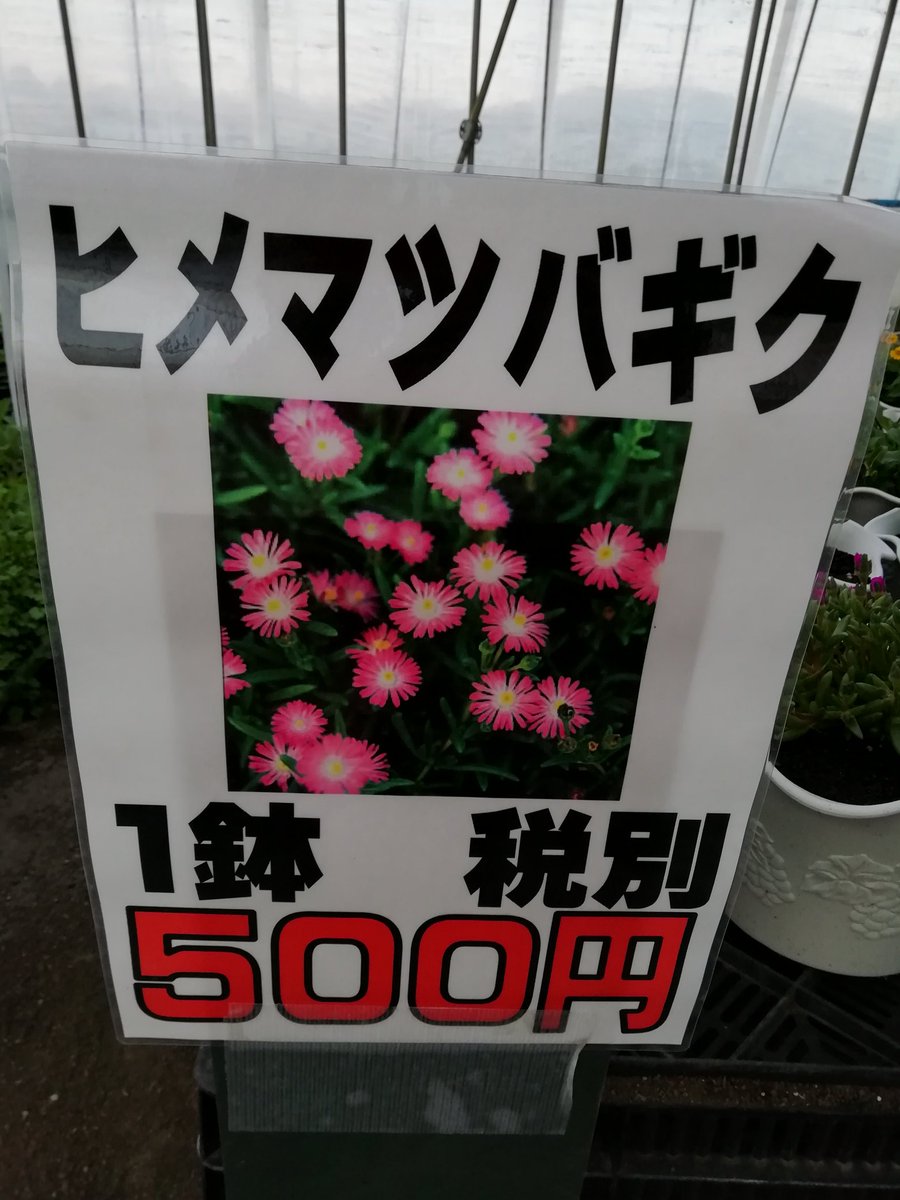 花のまつうら 5月22日から販売開始です ヒメマツバギク サンビタリア 税別 1鉢 500円です 花のまつうら