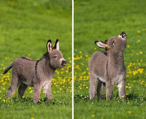 まるでぬいぐるみ ロバの赤ちゃんが可愛すぎる