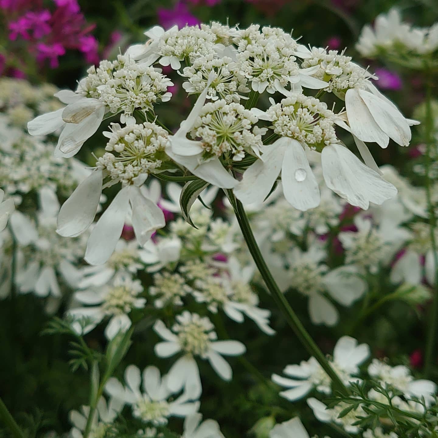 道人 今朝のウォーキング途中で オルレアが咲いていました ハート型の花びらがかわいいですね 花 花好きな人と繋がりたい ウォーキング途中 道端で咲く花 道端で見つけた花 白い花 オルレア レースフラワー ハート型の花弁 かわいい
