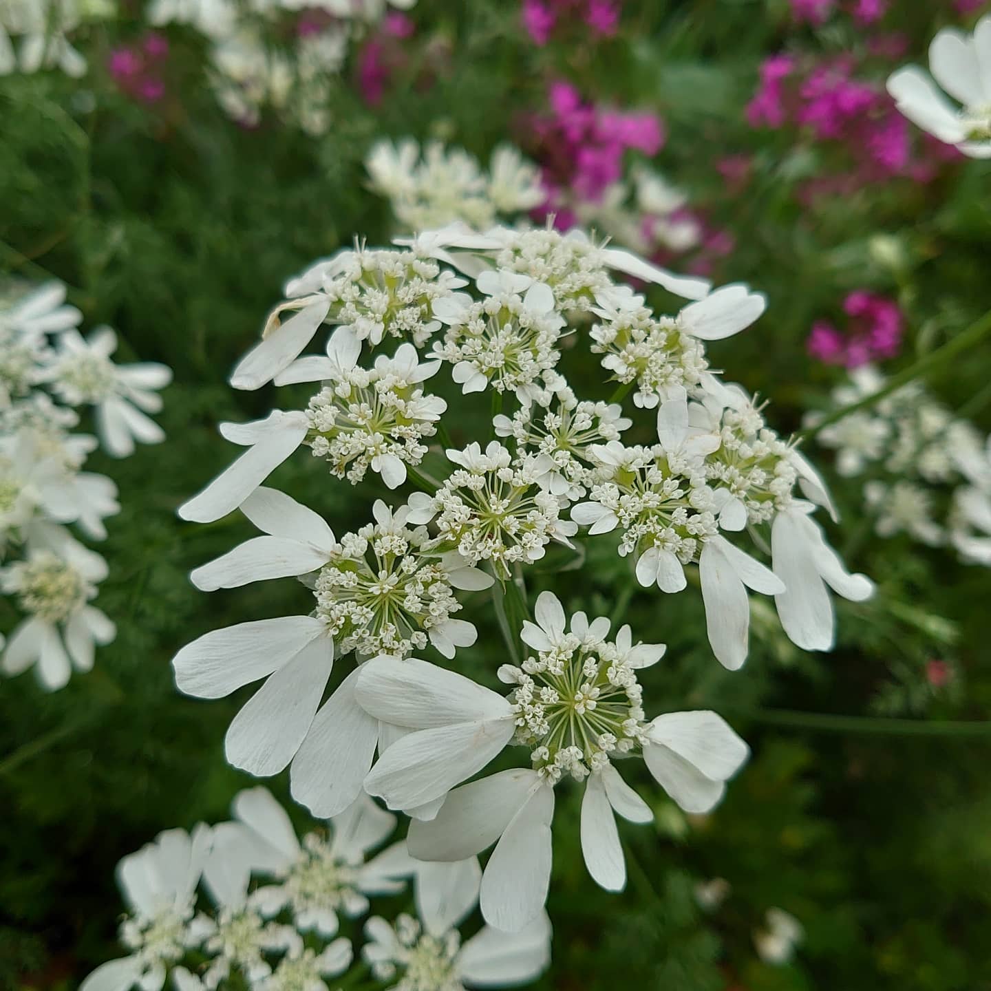 道人 今朝のウォーキング途中で オルレアが咲いていました ハート型の花びらがかわいいですね 花 花好きな人と繋がりたい ウォーキング途中 道端で咲く花 道端で見つけた花 白い花 オルレア レースフラワー ハート型の花弁 かわいい