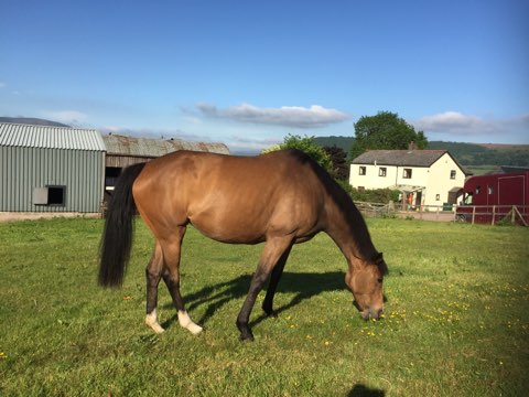 TwentyEightGuns's tweet photo. I spent #lockdown @coolmorestud in #Ireland and I'm now in foal to 2007 Group 1 Irish Derby winner Soldier of Fortune 🏇 Arrived back home in #Wales today and now back in my favourite field 🐴 #EatingForTwo https://t.co/gmoNou8WBF