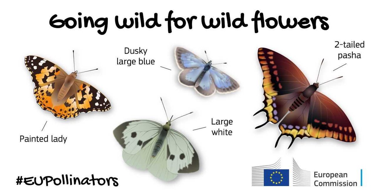 These are some of the butterflies you can observe in Europe 🦋
Discover more about wild #EUPollinators on our
🆕 "🇪🇺 Pollinator Information Hive" website 🐝
wikis.ec.europa.eu/display/EUPKH/…
#EUBiodiversity #WorldBeeDay #Natura2000Day #BiodiversityWeek #BiodiversityDay