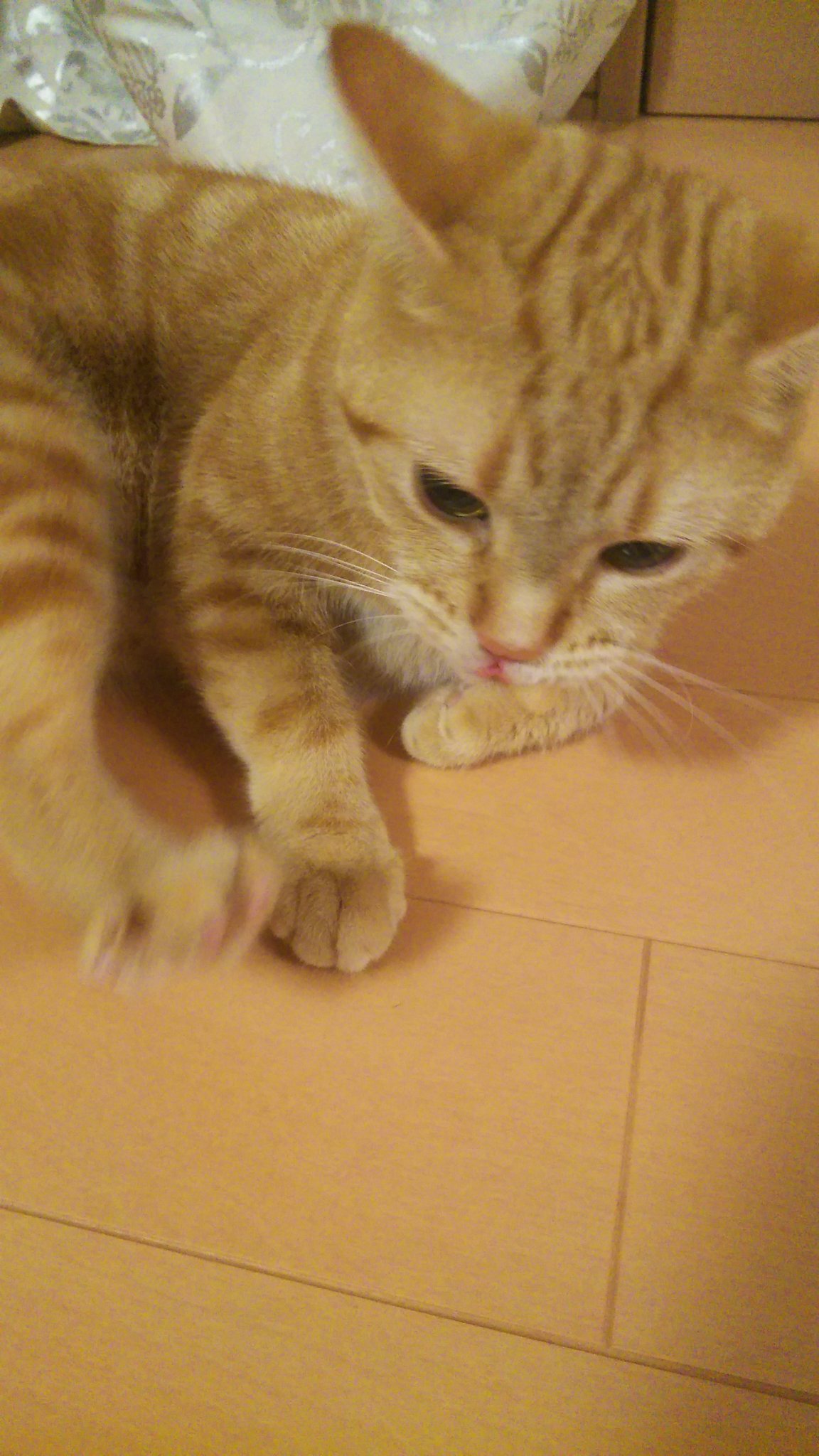うめれんたろう New動画アップしました ライバルはギャル曽根 Rival Is Gal Sone 3匹の猫のゆる い日常 Loose Daily Life Of Three Cats T Co 2nuubjld0l アメショ ねこ クリームタビー レッドタビー シルバータビー 猫 アメリカン うめれんたろう New動画アップしました ライバルはギャル曽根 Rival Is Gal Sone 3匹の猫のゆる い日常 Loose Daily Life Of Three Cats T Co 2nuubjld0l アメショ ねこ クリームタビー レッドタビー シルバータビー 猫 アメリカン