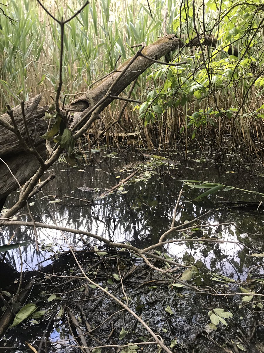 skorminx's tweet image. POV: your a frog and this is your home.