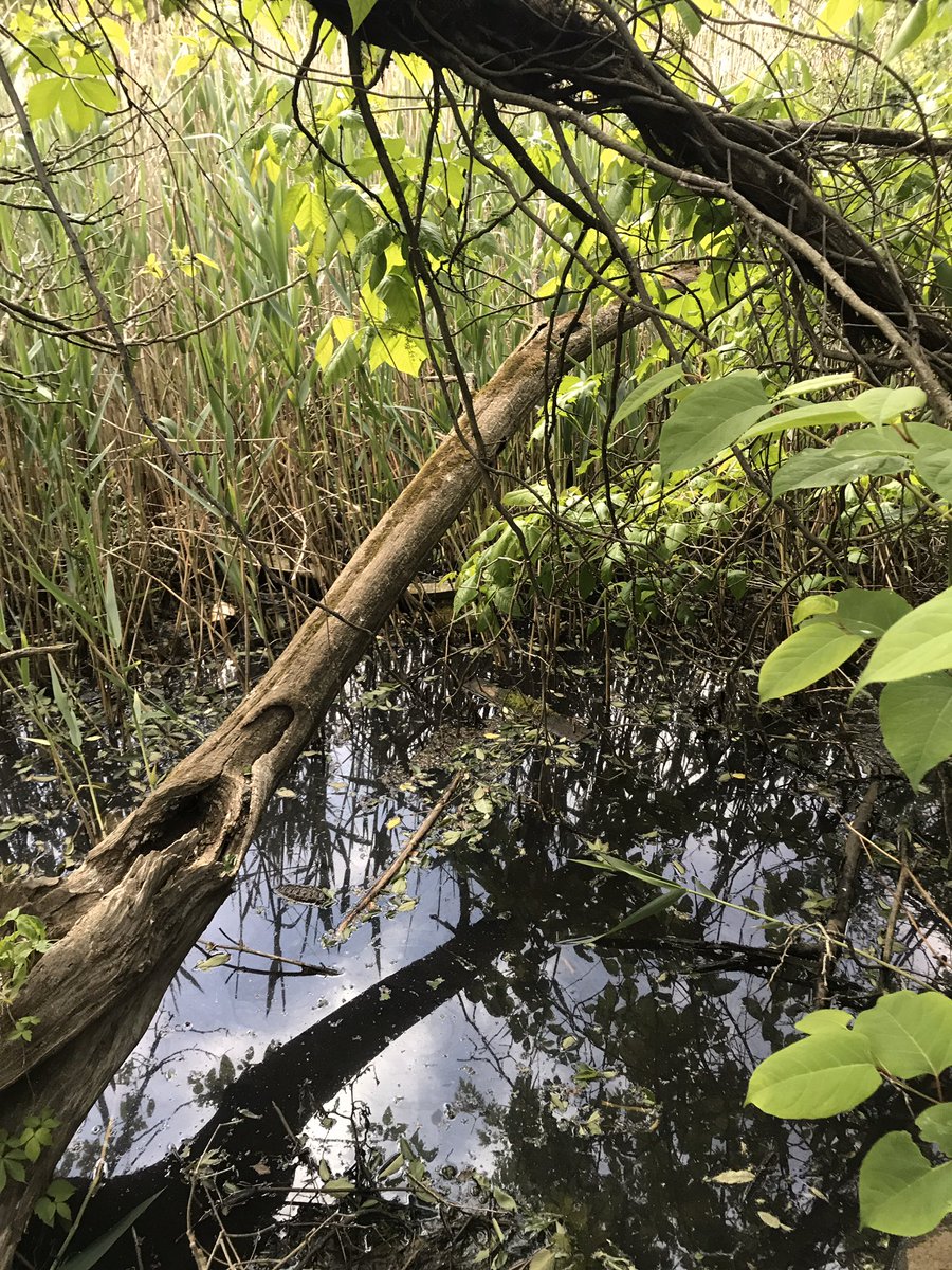 skorminx's tweet image. POV: your a frog and this is your home.