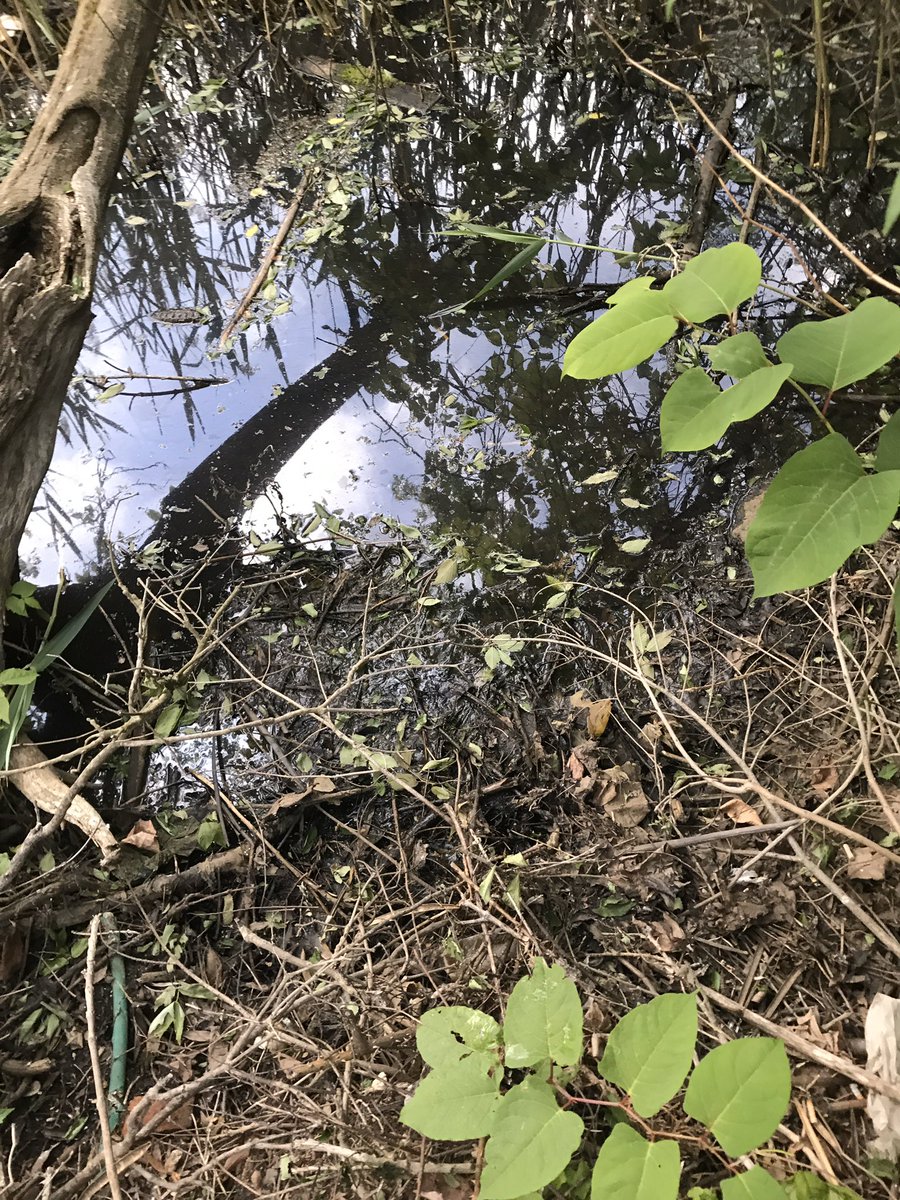 skorminx's tweet image. POV: your a frog and this is your home.