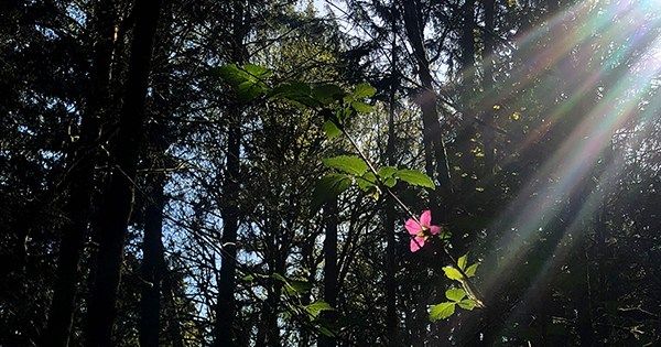 themarginalian's tweet image. Mary Shelley, writing 200 years ago about a world ravaged by a pandemic, on what makes life worth living: brainpickings.org/2020/04/16/mar…