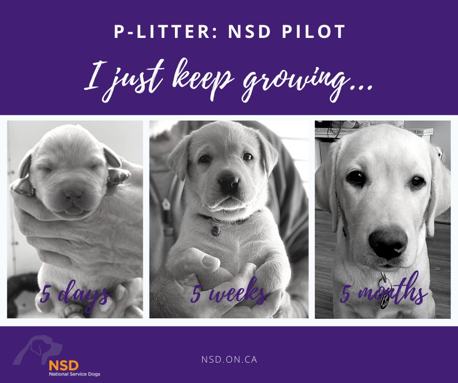 NatlServiceDogs's tweet photo. Time sure does fly!
Look how NSD Pilot has grown โค๏ธ๐พ
#PuppyInTraining #FutureServiceDog #FutureLifeChanger https://t.co/xfRe3P5HXT