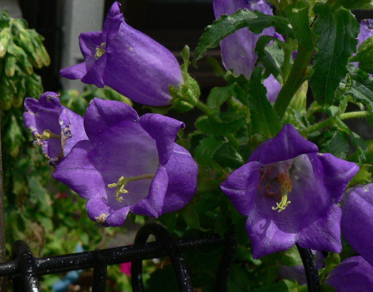ট ইট র こころんグリーン 近所のお宅の庭に ブルーのフウリンソウの花が咲いていました 面白い姿の花がたくさん開いています 色々な種類の花達が開いています フウリンソウ ブルー 園芸品種 初夏の花 初夏 園芸 ガーデニング 熊本市南区 熊本