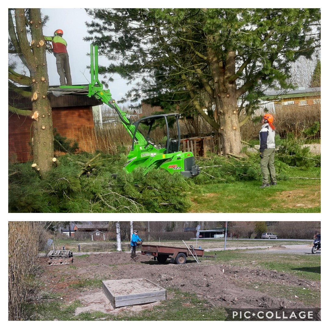 Puut kaadettiin nätisti mutta kantojen jyrsinnän jälkeen piha oli kuin tuhansien myyrien leikkipaikka.