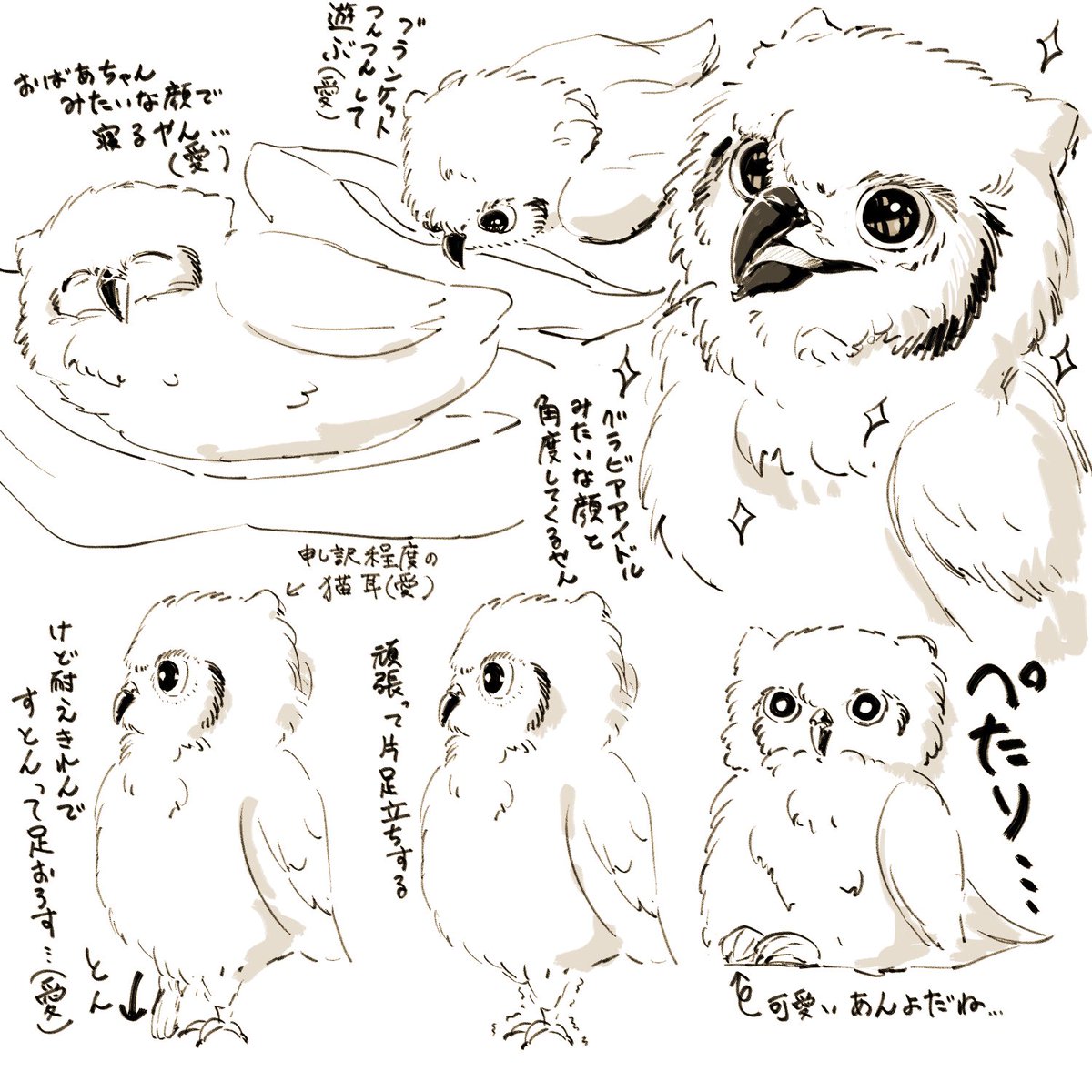 友達の飼ってるフクロウが可愛い 