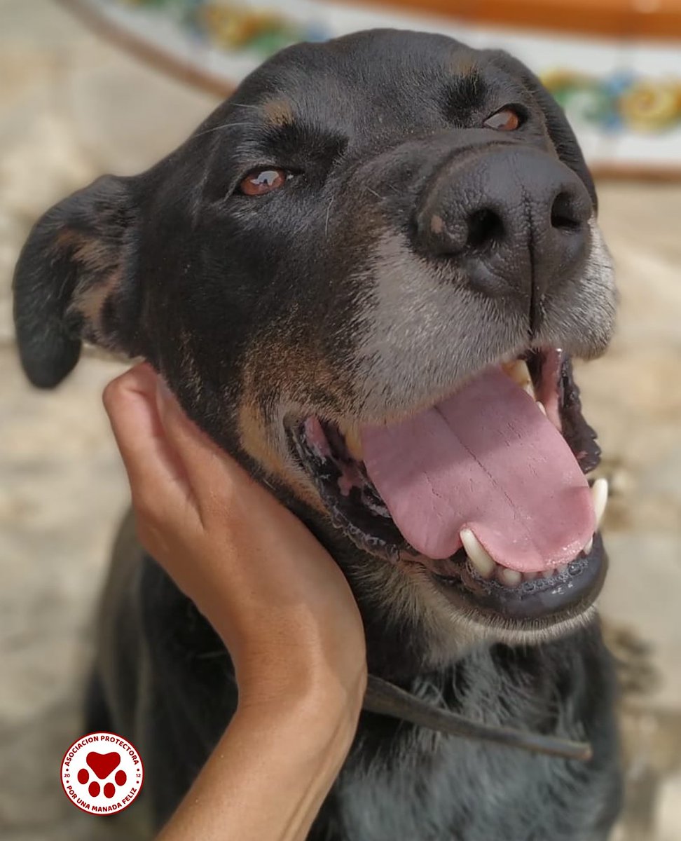 ManadaFelizCS's tweet photo. XUSKO EN ADOPCIÓN
Un condenado que gracias a nuestro rescate encontró su salvación. Ha pasado su vida atado a una cadena, víctima de una irresponsabilidad, humana sin contacto con humanos ni animales. El trabajo de ha sido durísimo. Ahora ya está preparado para encontrar hogar. https://t.co/pp8VLykzkD