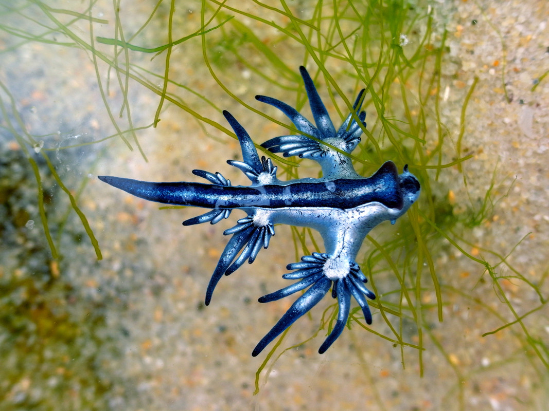 MSCecolabel's tweet photo. #Pokemon or marine creature?
#Parents, #kids & anyone interested in the #oceans - we want your questions on #weird & wonderful ocean life!
❔ Is the Kraken just a myth..
❔ The angriest #fish in the #ocean?
❔ Most endangered ocean species?
Comment with your Qs! #funfishfacts https://t.co/DLR7GhZS8i