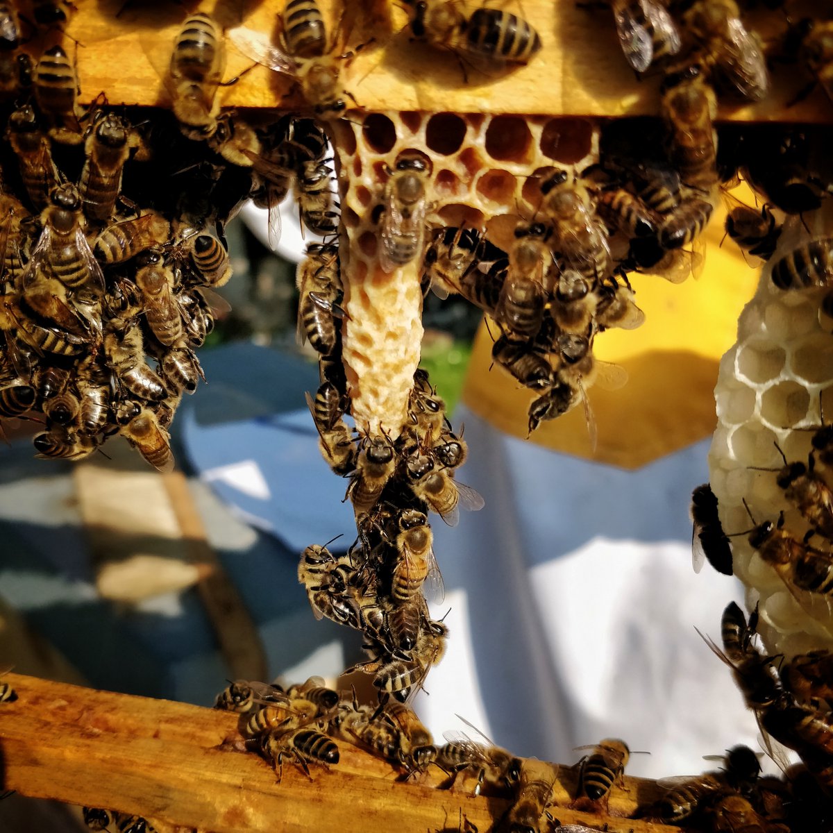 Spike05de's tweet photo. Da schlüpft demnächst eine neue Königin #imker #beekeeper #königin #weiselzelle https://t.co/ECDufvwiLQ