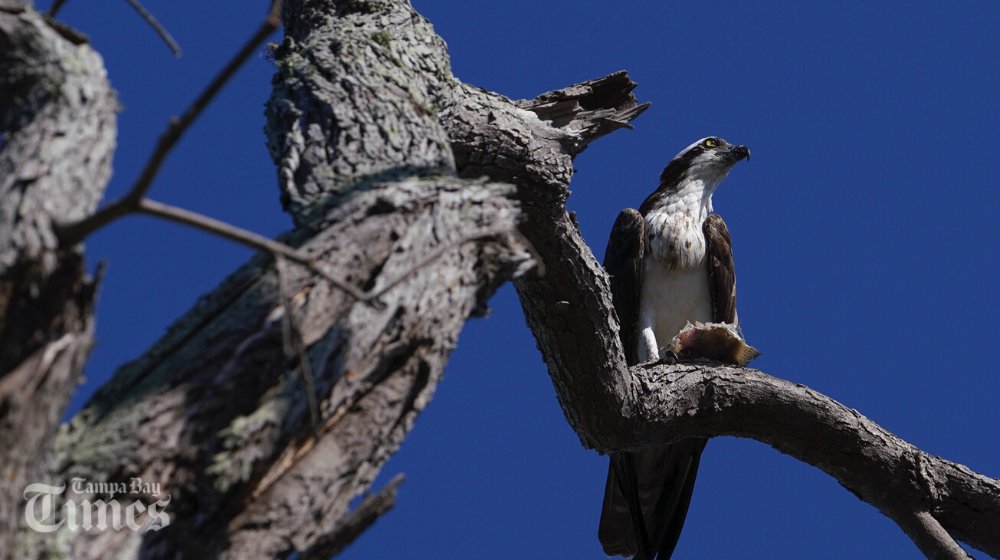 Tampa Bay Times tweet media