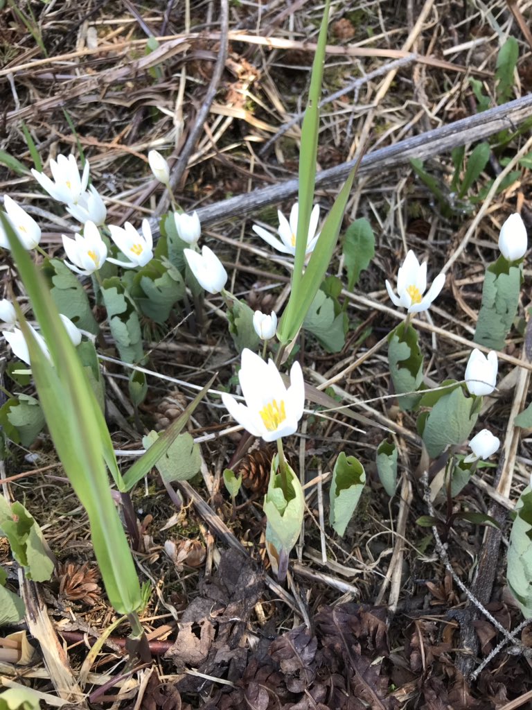 angie_debertin's tweet image. Looking for numbers in nature for @mrsdebertin students this am. #FibinocciNumbers #MathOutside