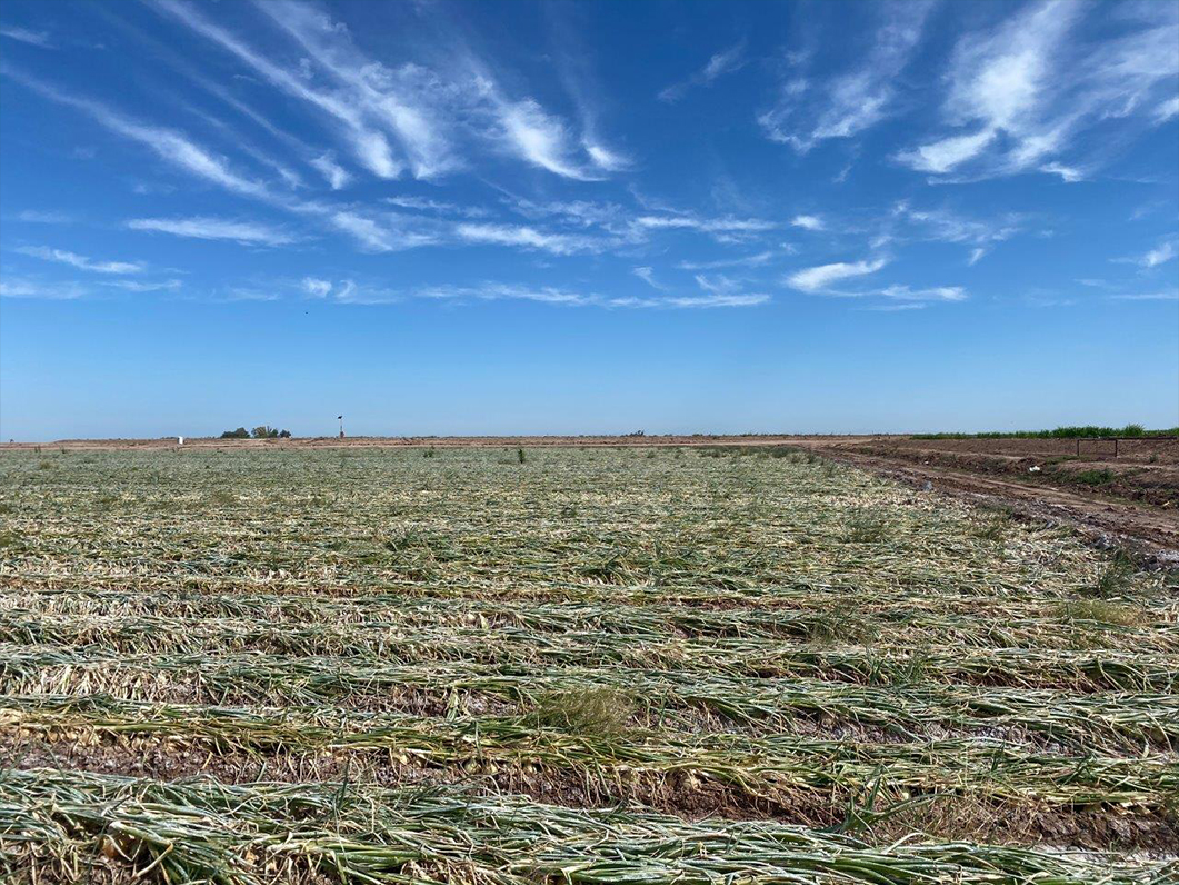 Onion demand and the market are steady this week. Catch it all right here! onionbusiness.com/market-and-cro… #onion #market #crop #stillfarming #onionbiz Thanks to <a href="/EagleEyeProduce/">Eagle Eye Produce</a> for this week's Imperial Valley photos!