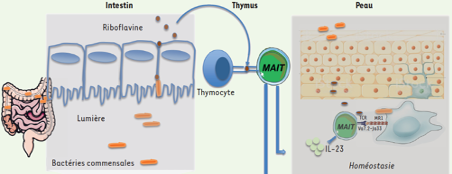 ms_MedSci's tweet photo. Le dialogue entre le #microbiote intestinal et le système #immunitaire débute le premier jour. H Gilgenkrantz explique le rôle de bactéries productrices de #riboflavine dans le développement des #lymphocytes T invariants des #muqueuses. https://t.co/72OzA7ACAX #openaccess @Inserm https://t.co/ruQ6WDdSLh