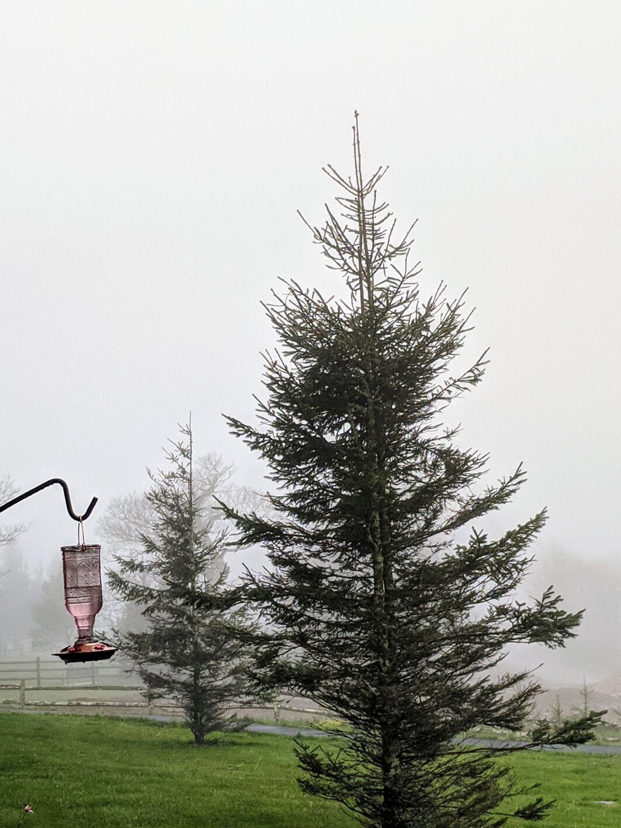 brantg81's tweet photo. Raise your hand if you're over the rain! 🙋♂️. Going on day 4 of being in a rain cloud. Literally and figuratively.🤦♂️ #Beechmountainnc
#ncwx #wncwx #wjhlwx #nc
#weather #nc #highcountrync #May #spring https://t.co/YIGmdv25kX