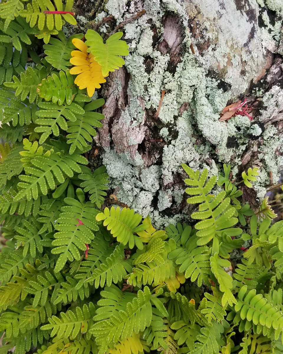 Daily isolation inspiration #55: A tropical symbiosis