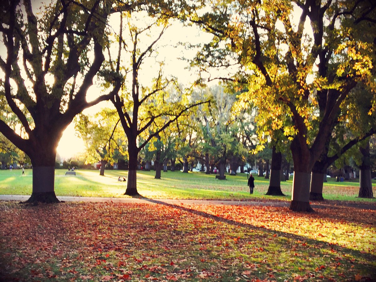 Robert_Este's tweet photo. "And all the lives we ever lived and all the lives to be are full of trees and changing leaves..." Virginia Woolf #melbourneweather #autumfalls #australia https://t.co/qsqlu6QpDr