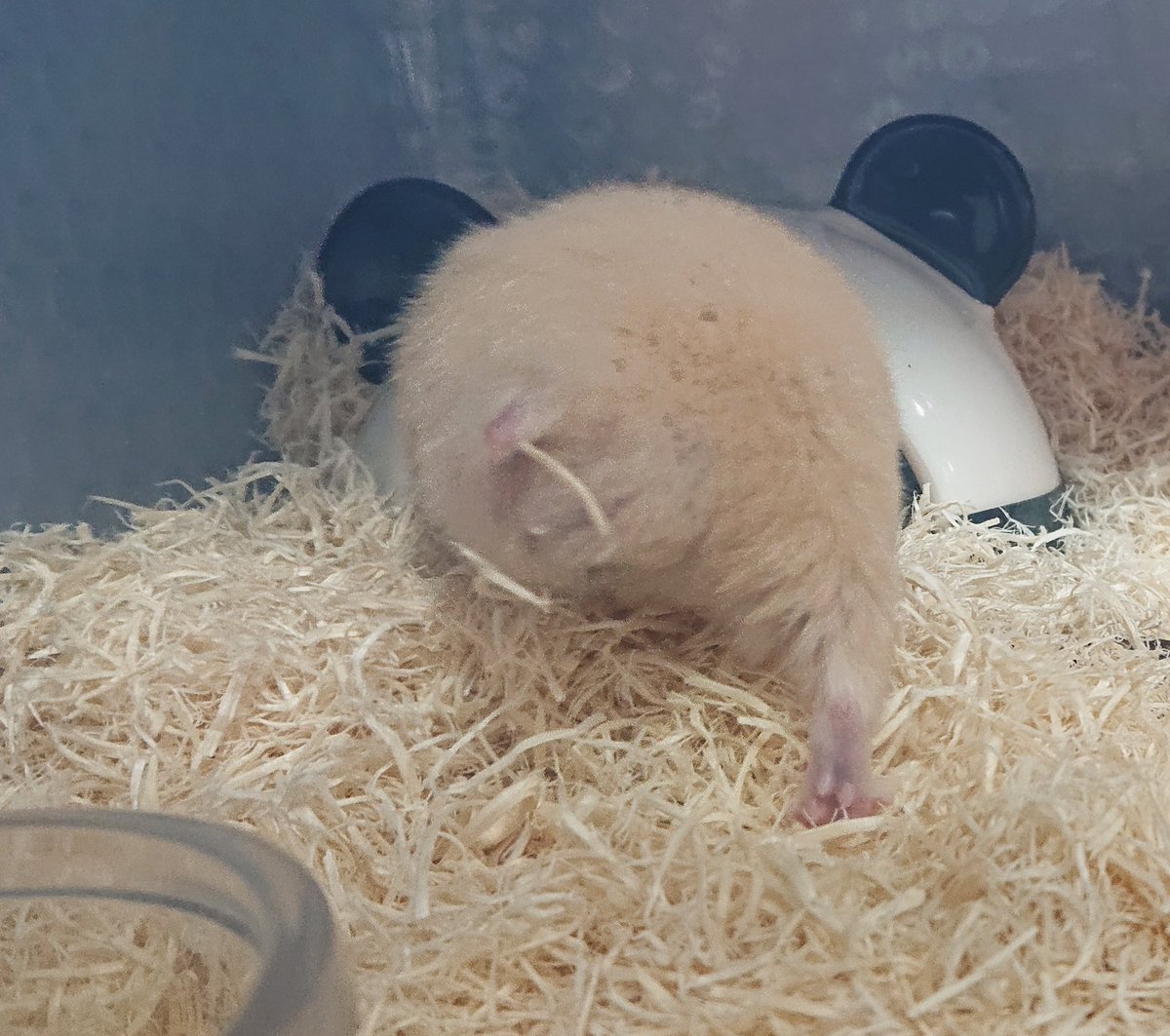 いちご 全世界ハムスターお色気選手権大会 キンクマハムスター もぐもぐちゃん どうでちゅか 笑 いちご 全世界ハムスターお色気選手権大会 キンクマハムスター もぐもぐちゃん どうでちゅか 笑