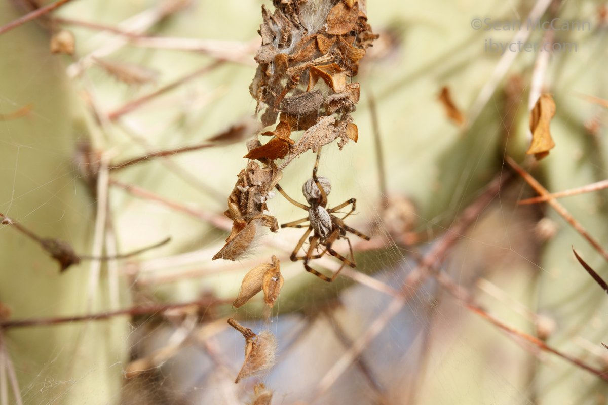 Cataranea's tweet photo. Today's #DailySpider: the desertshrub spiders (family Diguetidae)!
This small family has only 16 species in 2 genera, and can only be found in the southwestern deserts of North America and parts of South America. https://t.co/RCavKcAxHA