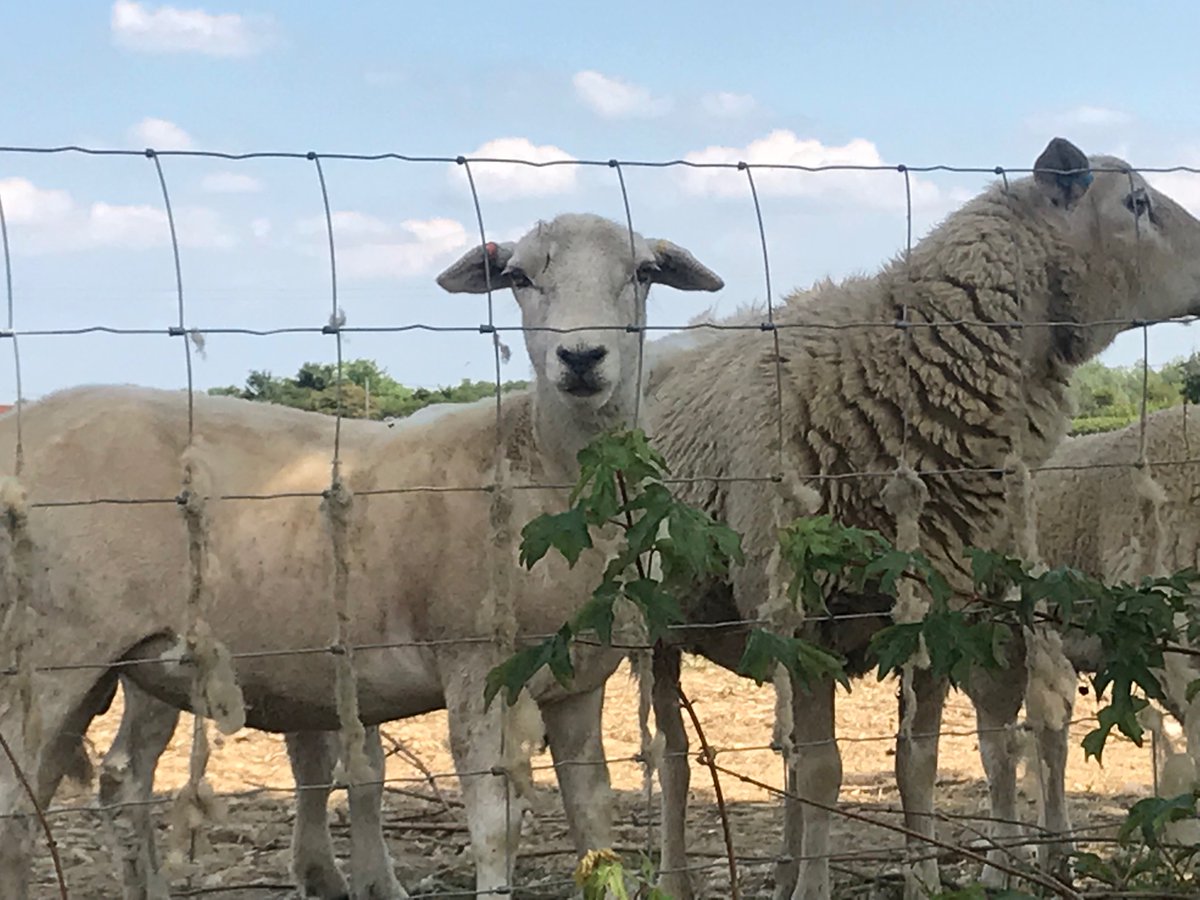NewsAddictClub's tweet photo. Shortly after snapping these inquisitive sheep in a field near #WhiteRoding in #Essex I fell into a clump of stingers (stinging nettles) and had both legs covered in stings for the first time in about 20 years: https://t.co/dfOjW0jUEV