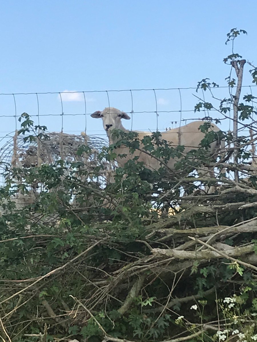 NewsAddictClub's tweet photo. Shortly after snapping these inquisitive sheep in a field near #WhiteRoding in #Essex I fell into a clump of stingers (stinging nettles) and had both legs covered in stings for the first time in about 20 years: https://t.co/dfOjW0jUEV