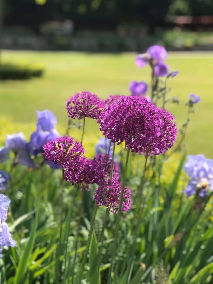 hevercastle's tweet photo. Such a gorgeous day βοΈ #HeverCastle #ThursdayVibes #SpringGardenDays #RHSChelsea #GrowThisSpring https://t.co/ZMyuQTIVch