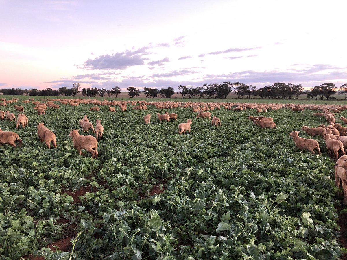 Lachy Herbert tweet media