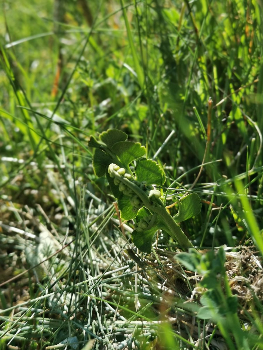 tomwardplz's tweet photo. Went out to check on the moonwort/#Botrychium lunaria at the Wyre Forest yesterday afternoon. Two plants about 1m apart in a whole meadow, previously marked. Would be good to look for more, but it was a bit hot and sweaty #ukferns #ferns #ophioglossaceae #ukbotany #wildflowerhour https://t.co/8zPlfjI6me