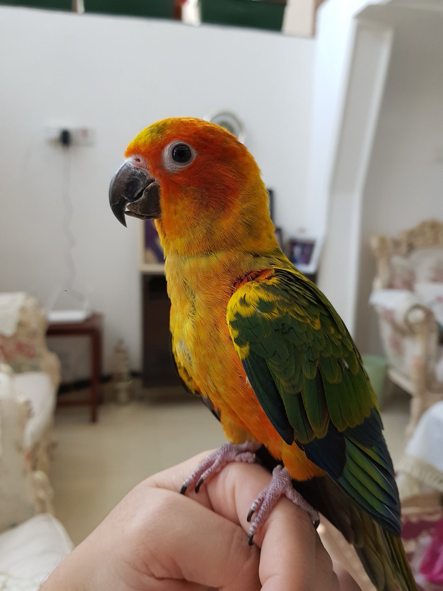 BaderPhoto's tweet image. My #sunconure Jani almost 4 months old