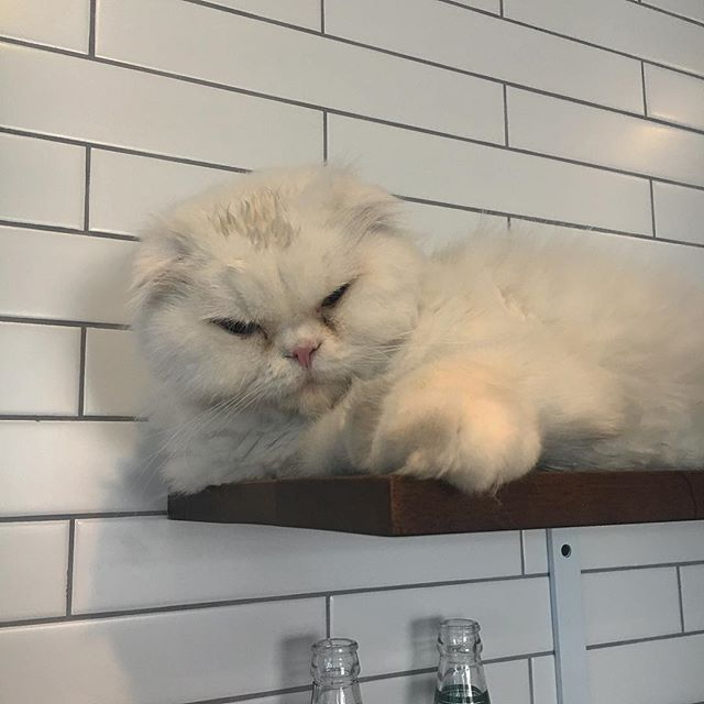 kuyainosuke's tweet photo. Good evening mula sakin at ng pusang nakita ko kanina sa gym! Sabi niya sakin ang pogi ko daw haha sabi ko "Hindi ka nagkaka-meowli." 😎 https://t.co/eZ0c3dKbRi